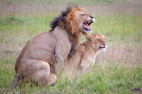 Photographs Show Hilarious Expressions On Lions Faces As They Mate