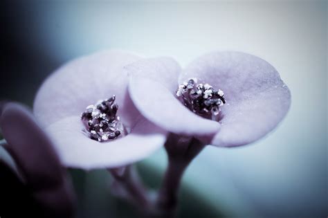 Free Photo Violet Flower Bloom Flower Macro Free Download Jooinn