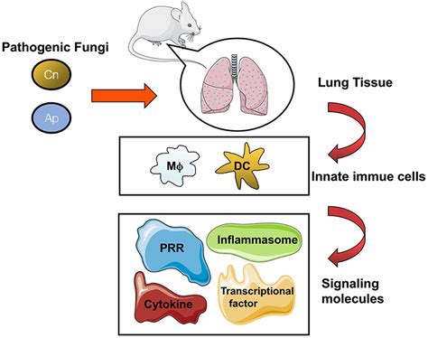 Frontiers Pathogenic Fungal Infection In The Lung