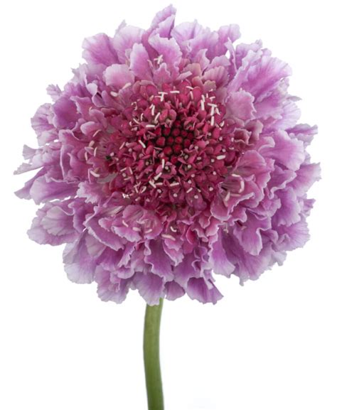 Scabiosa Cotton Candy The Queens Flowers
