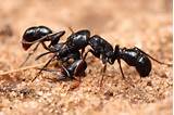 African Fire Ants Images