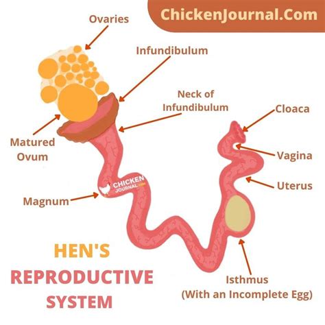 Hen S Reproductive System Reproductive System Ovaries Raising Chickens