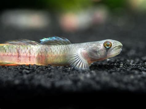 Red Belted Goby Sicyopus Zosterophorus Aquatic Arts