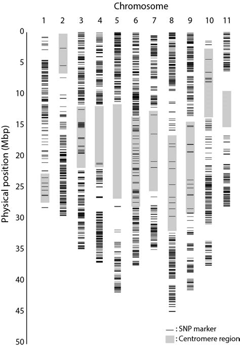 distribution of snp markers across the 11 chromosomes according to download scientific diagram