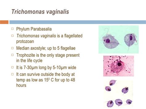 Toxoplasmatrichomonas