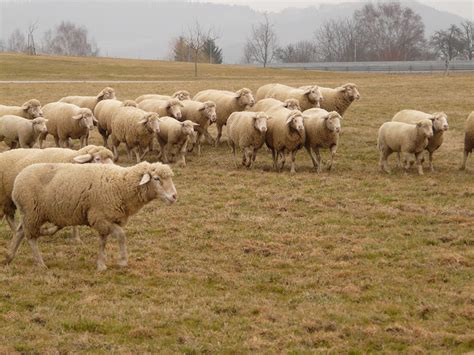 图片素材 领域 农场 草地 草原 野生动物 放牧 牧场 农业 羊毛 动物群 羊群 脊椎动物 农村 牧群动物
