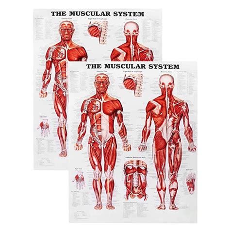Buy Qwork Muscular System Anatomical Chart 2 Pack Laminated Muscle
