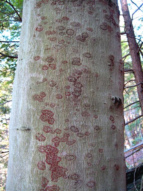 Landscape Beech Bark Disease Umass Center For Agriculture Food And