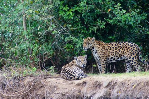 Brazil Mating Jaguars