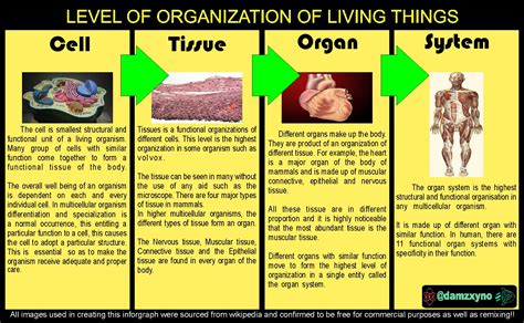 Organ System Level Of Organization Example Bmp Lard