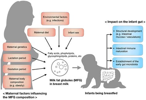 The Biology Of Breastmilk MilkMaid Babies