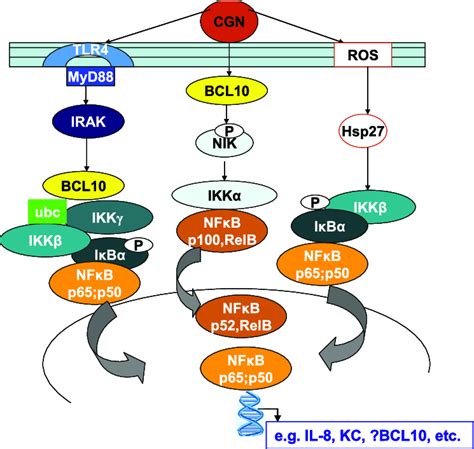 Schematic Of Overall Pathways Of Il 8 Activation By Cgn In Ncm460