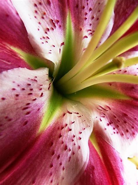 Flower Elena Flickr