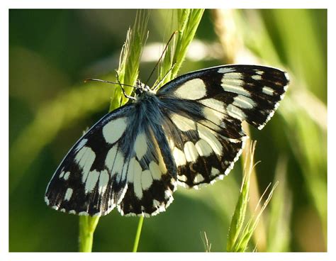 Einige Falter Sind Noch Unterwegs Foto And Bild Tiere Wildlife