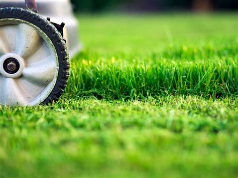 What Is Lawn Scalping What To Do When Your Lawn Looks Scalped