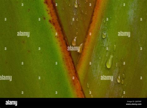 Closeup Morning Dew On Leaves Hi Res Stock Photography And Images Alamy