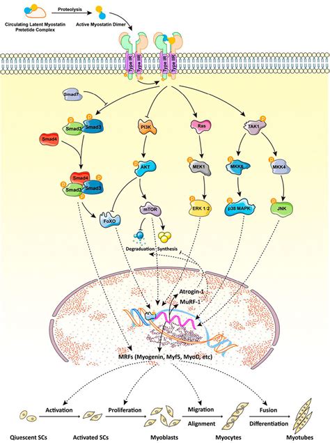 Frontiers Regulation Of Myostatin On The Growth And Development Of