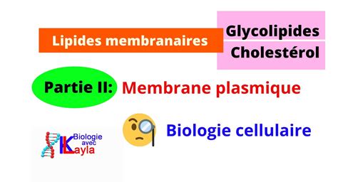 Lipides Membranairesglycolipides Et Cholestérolmembrane Plasmique