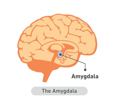 The Amygdala The Field Guide