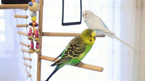 Parakeet Sounds Parakeet