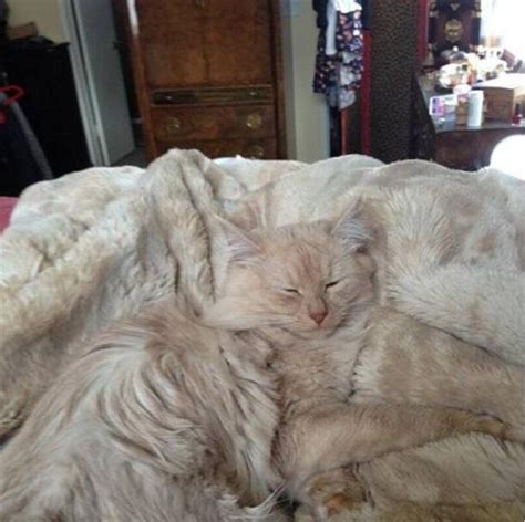 12 Cleverly Camouflaged Cats You Probably Cant Find