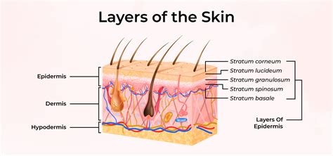 Structure And Function Of Skin Skin Layer And Diagram