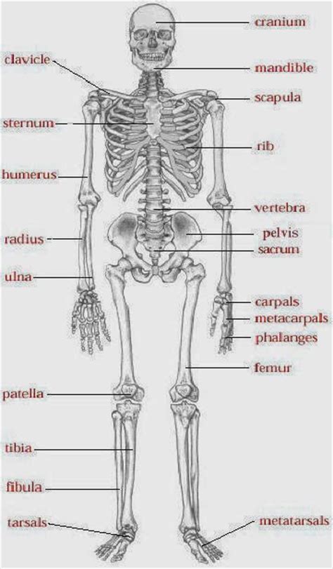 The human skeletal system is one of the major systems in the human body. Exclusively Science: November 2013