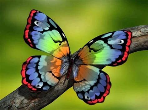 Pin By Edgardo Banda Baldazo On I Luv Butterflies Butterfly Colorful