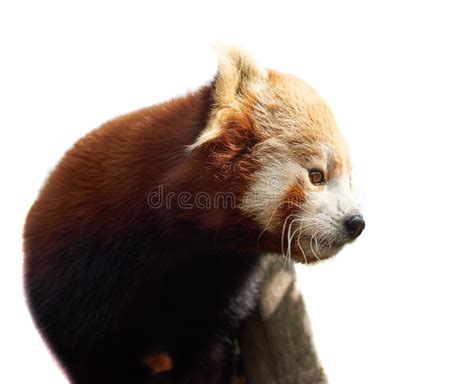 1298 Red Panda White Background Stock Photos Free And Royalty Free