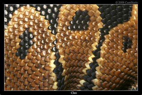 Snake Skin By Camstatic On Deviantart