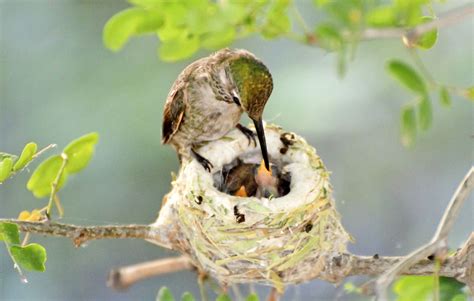 Hummingbird Nest Facts Everything You Need To Know About The