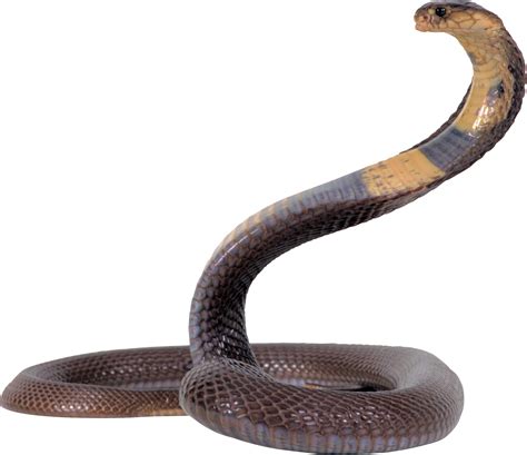Snake With Brownyellow Strip Png Image Purepng Free Transparent