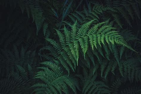 Fern Wallpapers Top Free Fern Backgrounds Wallpaperaccess