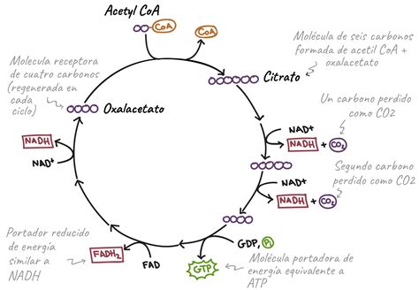 Ciclo de krebs qué es características y partes de ciclo