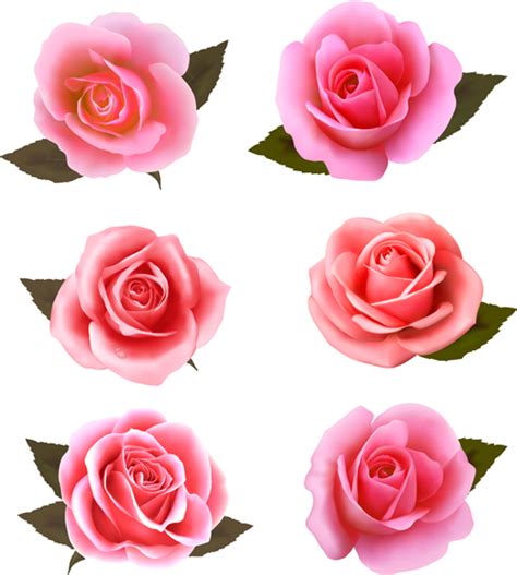 Pink Roses Vectors Set Free Download