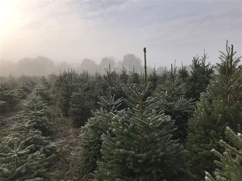 Frosty Trees 2 Warwickshire Christmas Tree Farm