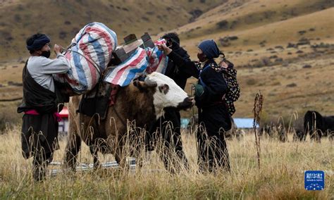 川西北藏牧民开始冬季转场 新华网