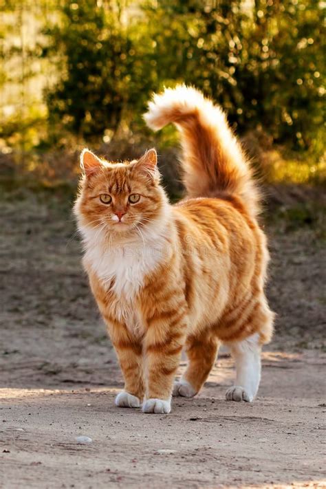 Ginger Furry Cat Stock Photo Image 46377873