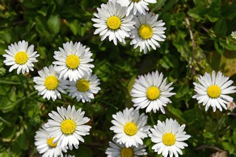Daisy Flower Meaning In English Best Flower Site