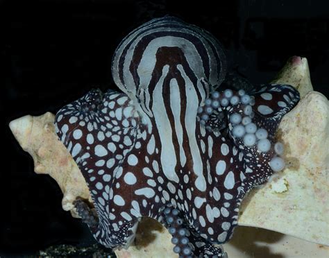 press-release-larger-pacific-striped-octopus-rich-ross