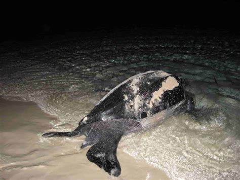 Are There Sea Turtles In The Dominican Republic Kiskeya Life