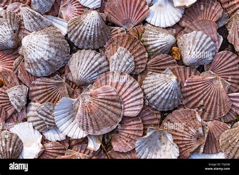 Scallop Shells Collection Hi Res Stock Photography And Images Alamy