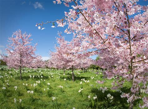Spring Blossom Valley Auckland Botanic Gardens