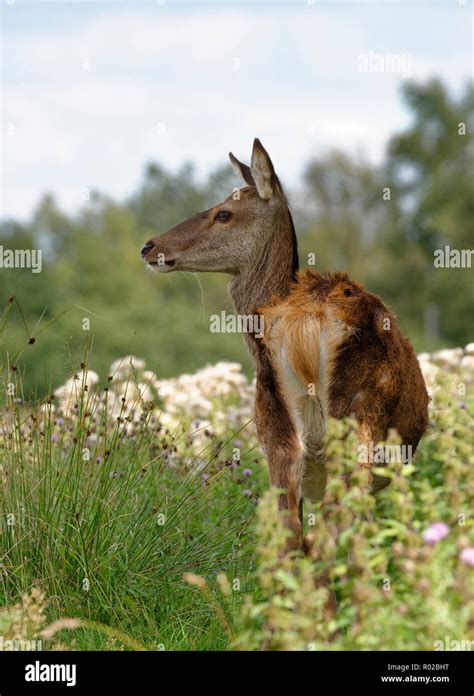 Wild Red Deer Cervus Elaphus Rannoch Moor Highland Scotland Stock
