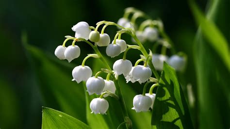 Blossom bloom may flower white spring spring flowers early bloomer muguet. 23 Muguet Flower Wallpapers - WallpaperBoat