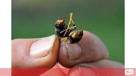 saiba o que deve fazer se for picado por uma vespa asiática atualidade correio da manhã