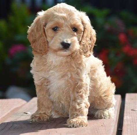 Below is a sample search of our cockapoo breeders with puppies for sale. Cockapoo Puppies For Sale | New York, NY #261393 | Petzlover