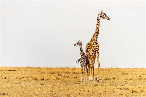 10 Iconic Animals Of South Africa Worldatlas