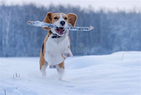 Beagle Dog Running Around And Playing With A Stick In The Snow Stock