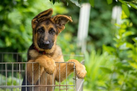 While german shepherds for sale have been around for a while, this breed's traits weren't formally standardized until the 1890's. Adopting German shepherd Puppies: Everything You Need to Know